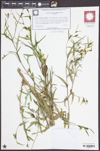 Ludwigia decurrens image