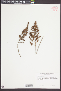 Spiraea tomentosa image