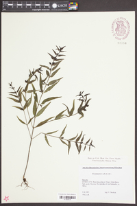 Melampyrum sylvaticum image