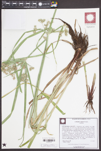 Cyperus virens image