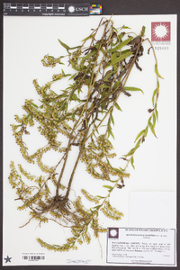 Solidago leavenworthii image