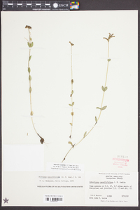 Mitreola sessilifolia image