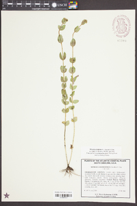 Mitreola sessilifolia image