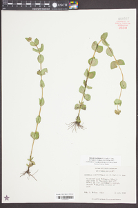 Mitreola sessilifolia image