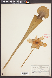 Sarracenia flava image