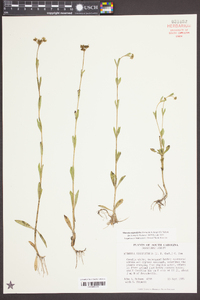 Mitreola sessilifolia image