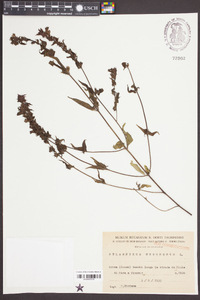 Melampyrum nemorosum image