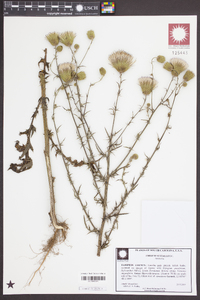Cirsium nuttallii image