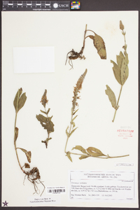 Veronica orchidea image