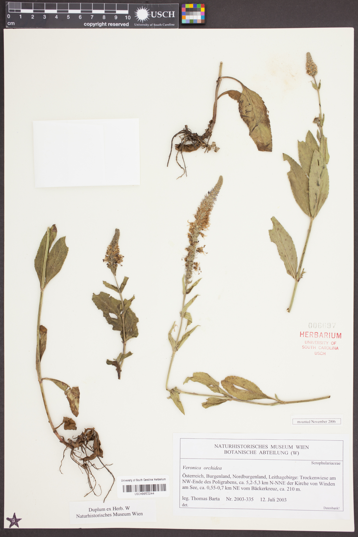 Veronica orchidea image