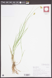 Carex bebbii image