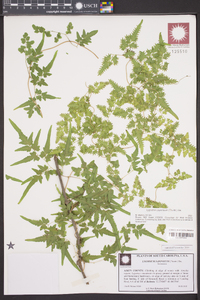 Lygodium japonicum image