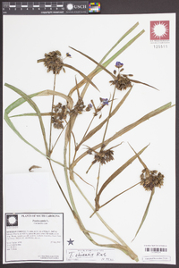 Tradescantia ohiensis image