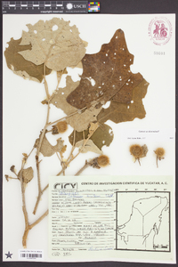 Solanum hirtum image