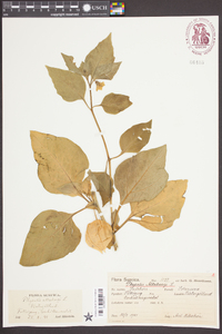 Physalis alkekengi image