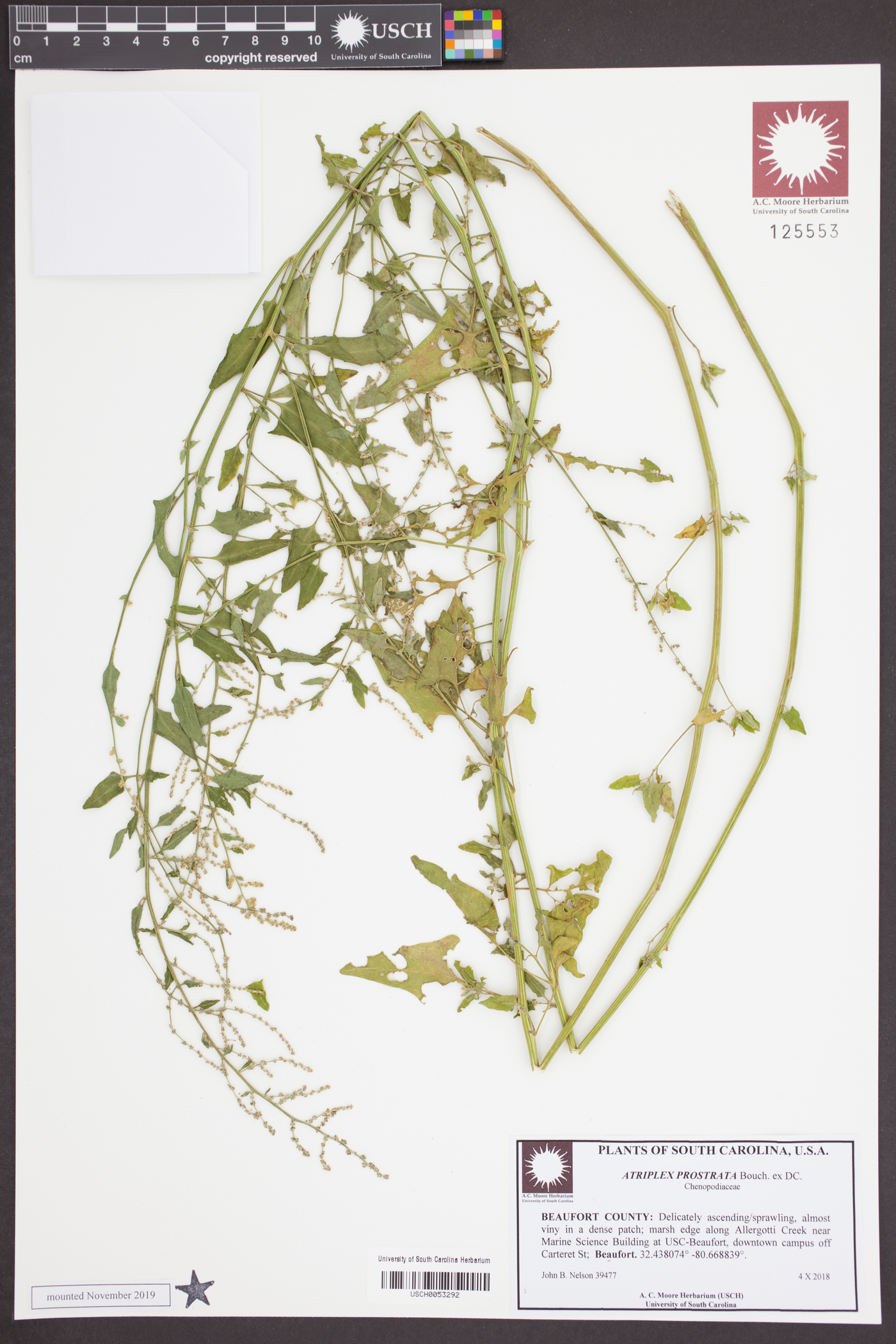 Atriplex prostrata image