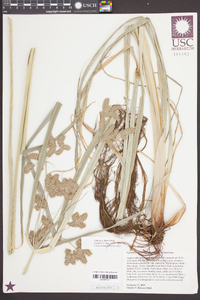 Cyperus alopecuroides image