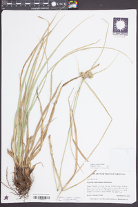 Cyperus entrerianus image