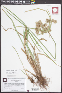 Cyperus virens image