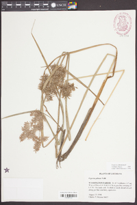 Cyperus pilosus image