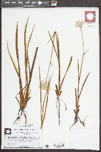 Lachnanthes caroliniana image