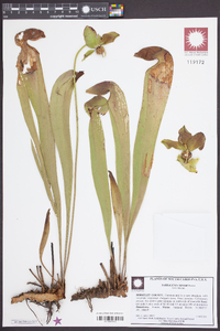 Sarracenia minor image