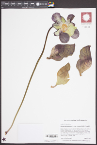 Sarracenia purpurea subsp. venosa image