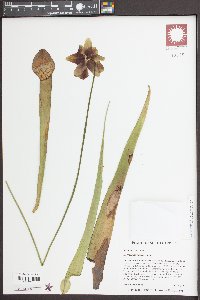 Sarracenia rubra image