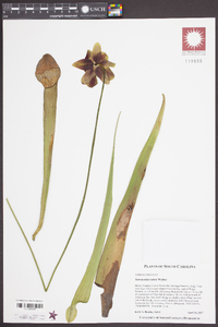 Sarracenia rubra image