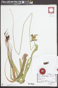 Sarracenia rubra image