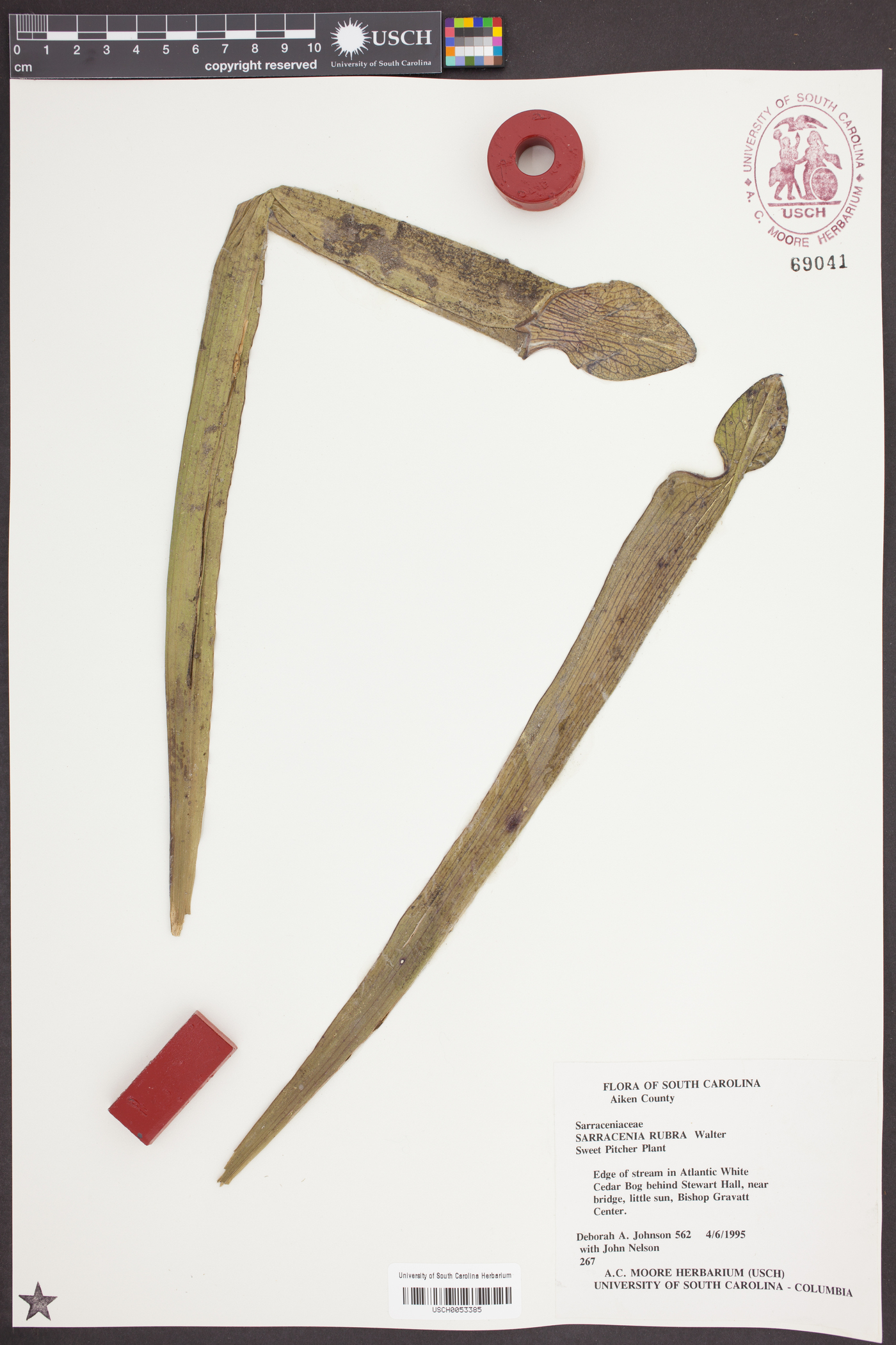 Sarracenia rubra image