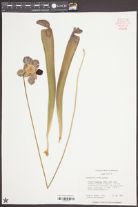 Sarracenia rubra image