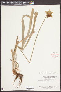 Sarracenia rubra image