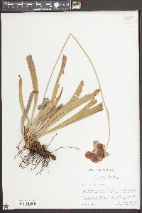 Sarracenia rubra image