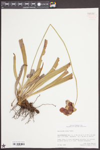 Sarracenia rubra image