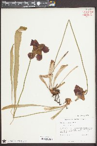 Sarracenia rubra image
