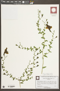 Aureolaria pedicularia image