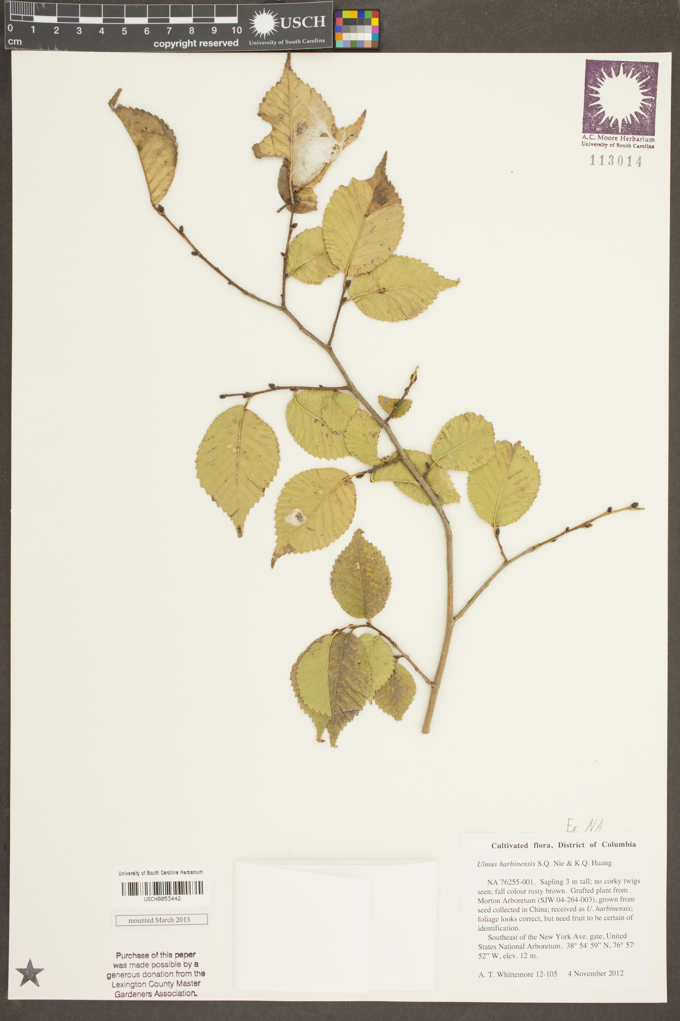 Ulmus harbinensis image