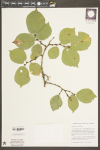 Ulmus macrocarpa image