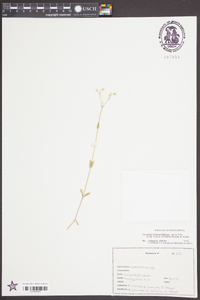 Cerastium fontanum subsp. vulgare image