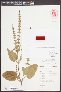 Stachys sylvatica image