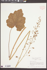 Heuchera americana image