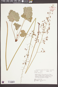 Heuchera americana image