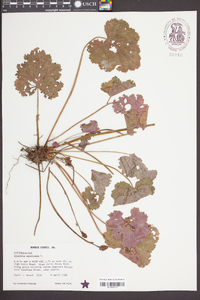 Heuchera americana image