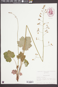 Heuchera americana image