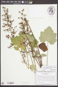 Heuchera americana var. hispida image