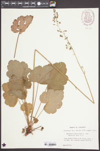 Heuchera americana image