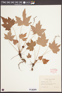 Heuchera villosa image