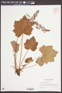 Heuchera villosa image