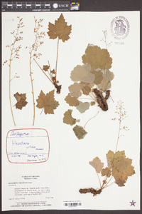 Heuchera villosa image